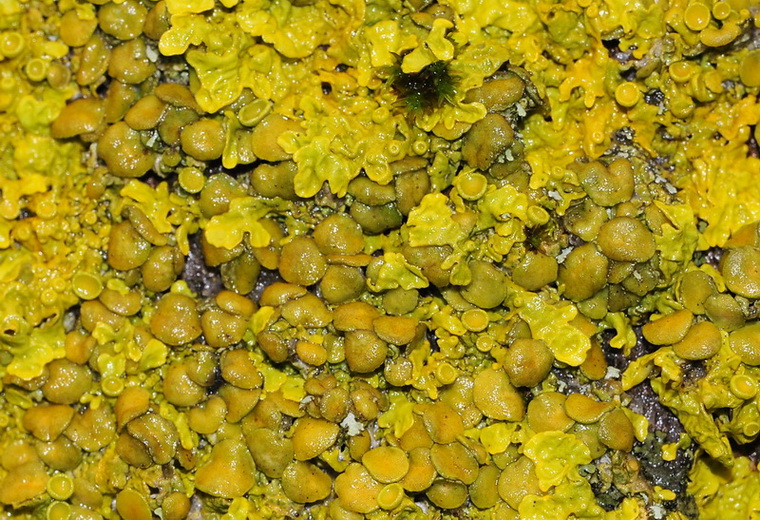 Licheni di Vallombrosa